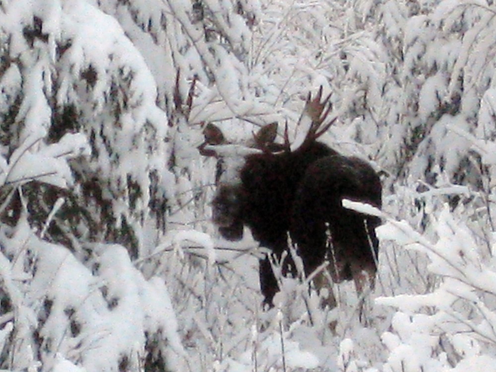 bearpaw heli-skiing where we are